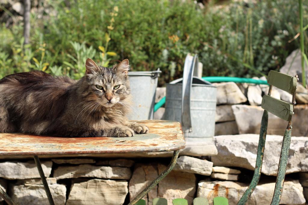 Les Pierres Sauvages Besse-sur-Issole Exterior foto